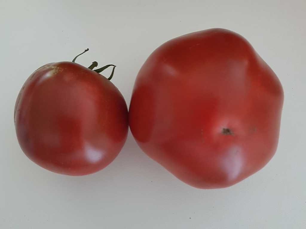 Sahar Korichnevyj (Socker brun)